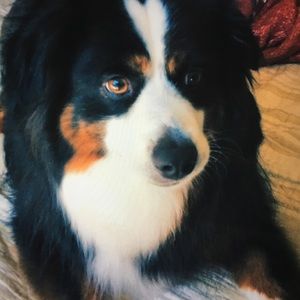 Meet your Posher, Abigail